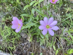 Sabatia capitata