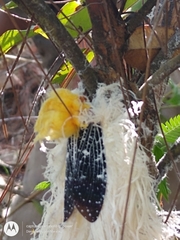 Cerogenes auricoma