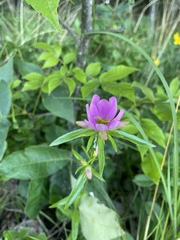 Sabatia capitata