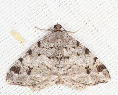 Macaria sexmaculata