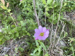 Sabatia capitata