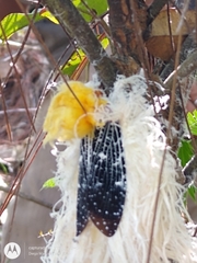 Cerogenes auricoma