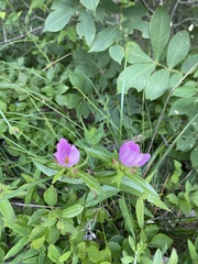 Sabatia capitata
