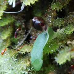 Corybas diemenicus