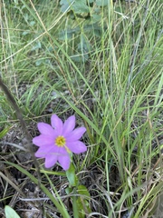 Sabatia capitata