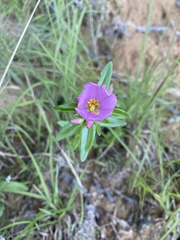 Sabatia capitata