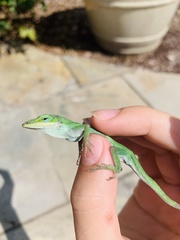 Anolis carolinensis