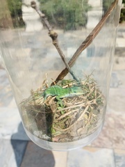 Anolis carolinensis