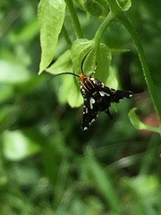 Thyris usitata