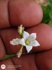 Spigelia humboldtiana