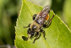 Laphria fernaldi