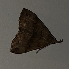 Phalaenostola eumelusalis