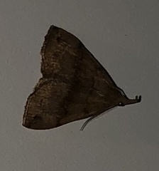 Phalaenostola eumelusalis