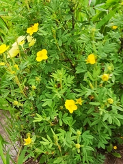 Dasiphora fruticosa