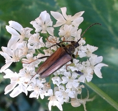 Lepturobosca nigrolineata