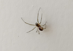 Neriene peltata