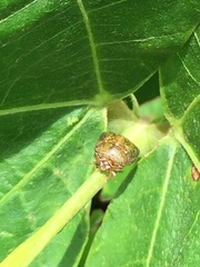 Megacopta punctatissima