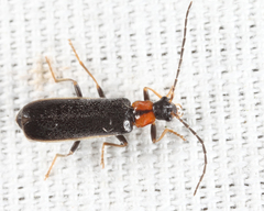 Rhagonycha excavata