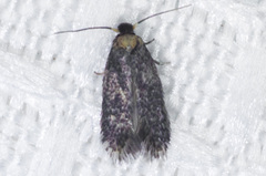 Nepticuloidea