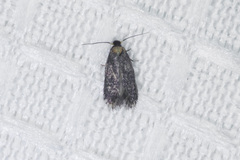 Nepticuloidea