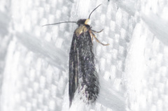Nepticuloidea