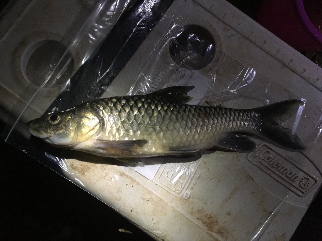 Snoutfin yellowfish (Labeobarbus progenys) — Cyprinidae