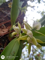 Prosthechea madrensis