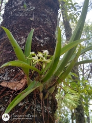 Prosthechea madrensis