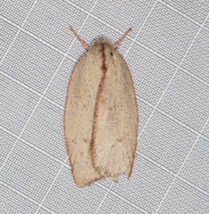 Euchaetis rhodochila
