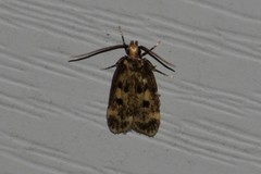 Martyringa latipennis