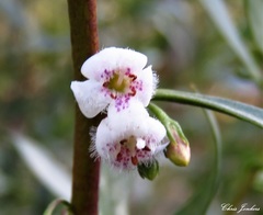 Myoporum montanum