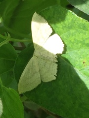 Scopula nigropunctata