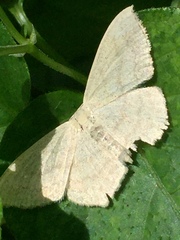 Scopula nigropunctata