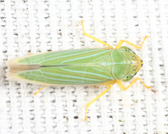 Draeculacephala noveboracensis