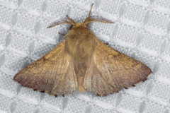 Malacosoma constricta