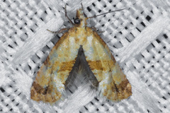 Cochylis parallelana