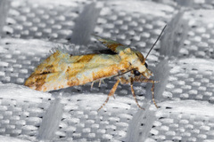 Cochylis parallelana