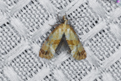 Cochylis parallelana