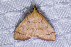 Udea octosignalis