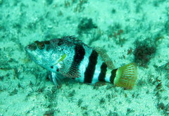 Hypoplectrodes nigroruber