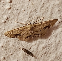 Idaea belemiata