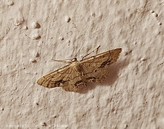 Idaea belemiata