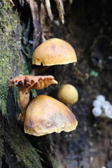 Gymnopilus eucalyptorum
