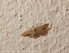 Idaea belemiata