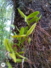 Epidendrum cardiophorum