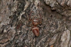 Opisthoncus alborufescens