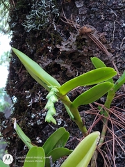 Epidendrum cardiophorum