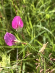 Lathyrus hirsutus