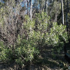 Myoporum montanum