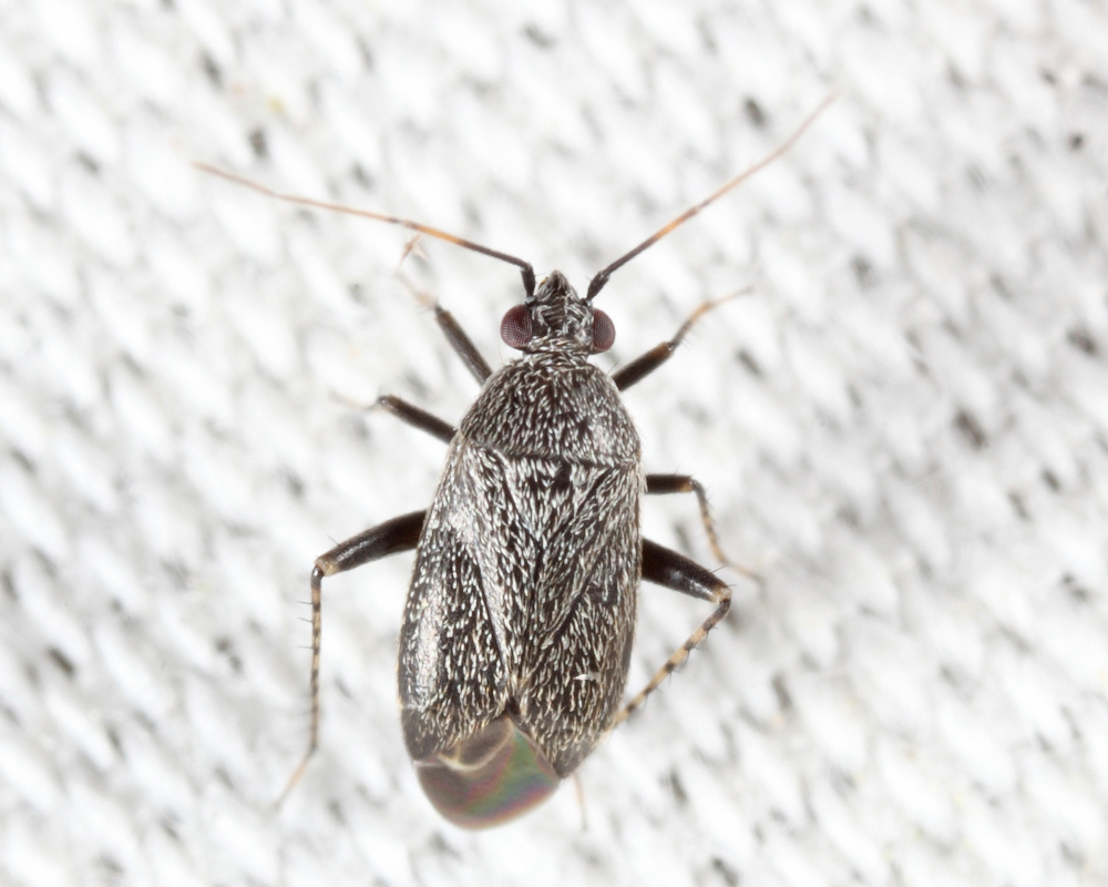 Plagiognathus fuscosus